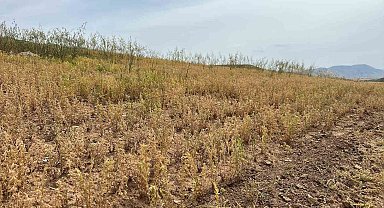 Siirt'te yılın ilk mercimek hasadı yapıldı