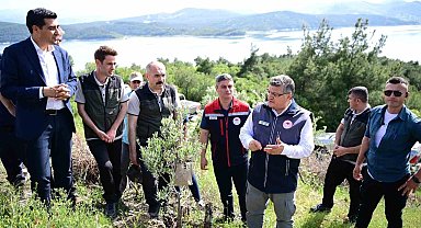 Sinop'ta 80 bin yabani zeytin ağacı aşılanacak
