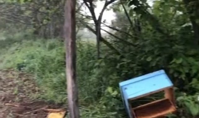 Sinop'ta aç kalan ayı, arı kovanlarına saldırdı