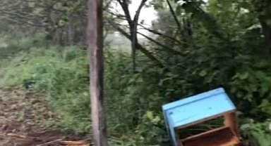 Sinop'ta aç kalan ayı, arı kovanlarına saldırdı