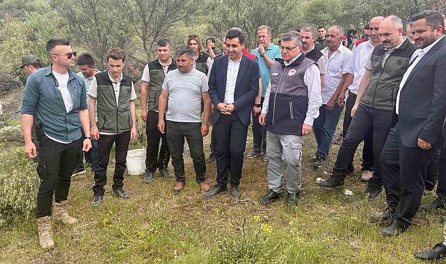 Sinop'ta Delice zeytinleri aşılanarak ekonomiye kazandırılıyor