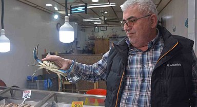 Sinop'ta dev mavi yengeç görenleri şaşırttı