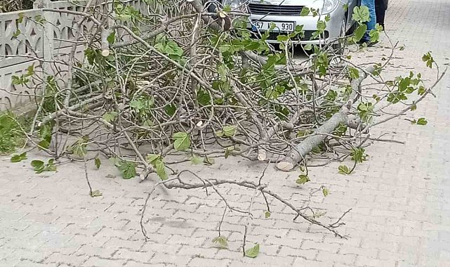 Sinop'ta incir ağacı otomobilin üstüne devrildi
