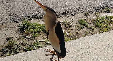 Sinop'ta nesli tükenmekte olan balaban kuşu görüldü