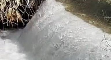 Siraz balıklarının akıntıya karşı göçü başladı