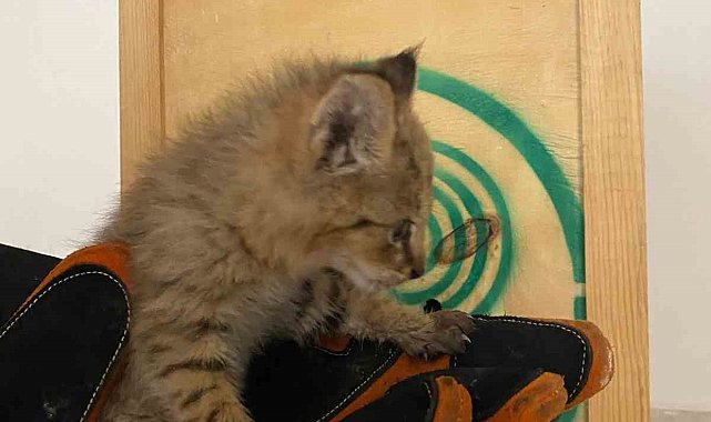 Şırnak'ta nadir görülen saz kedisi yavrusu bulundu