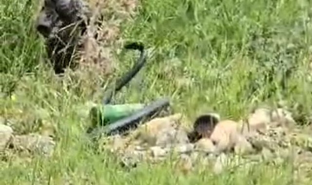 Şırnak'ta odun almaya giden kadın 2 metre uzunluğunda yılan gördü