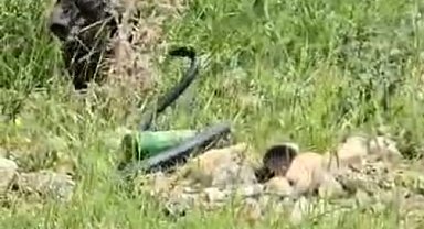 Şırnak'ta odun almaya giden kadın 2 metre uzunluğunda yılan gördü