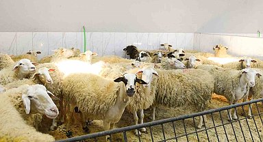 Şişli'de kurban satış ve kesim yerleri denetlendi