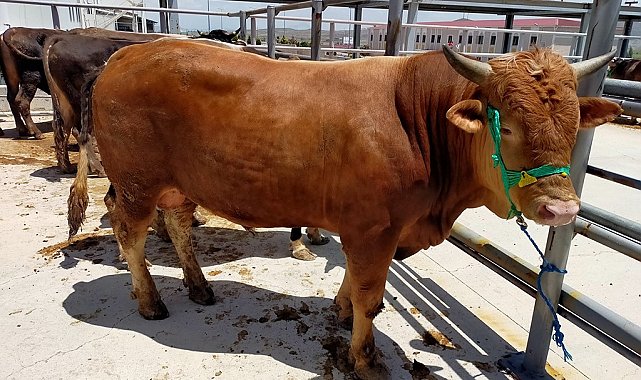 Sivas'da kurban pazarı bu yıl Kovalı Mevkii'nde kurulacak