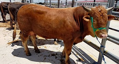 Sivas'da kurban pazarı bu yıl Kovalı Mevkii'nde kurulacak