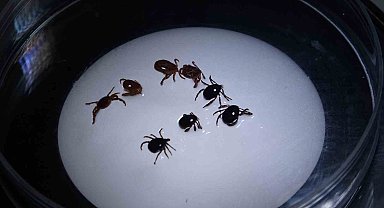 Sivas'ta 8 kişiye KKKA tanısı konuldu, 1 kişi hayatını kaybetti