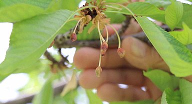 Soğukların vurduğu kiraz üreticisine devlet desteği