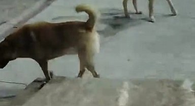Sokak köpeklerinin saldırdığı kedi telef oldu