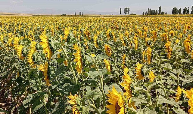 Söke'de buğday hasadı sonrası ayçiçeği ekimine destek