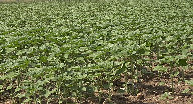 Son yağışlar çiftçinin umudu oldu: Trakya'da ayçiçeğin gelişimi hız kazandı