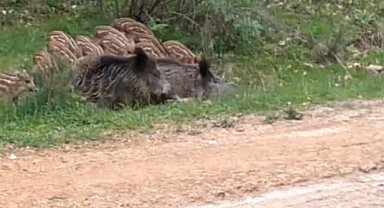 Su birikintisinde serinleyen domuz sürüsü kamerada
