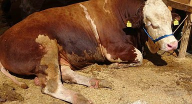 Sultanbeyli Kurban Pazarı'nda dev rekabet: 'Şampiyon' ve 'İmparator' karşı karşıya