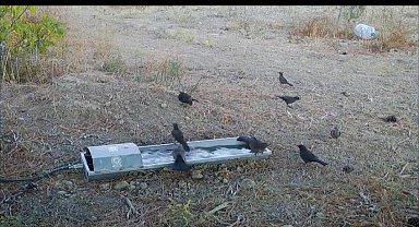 Suluklar, sıcak havalarda yaban hayatının can damarı oldu