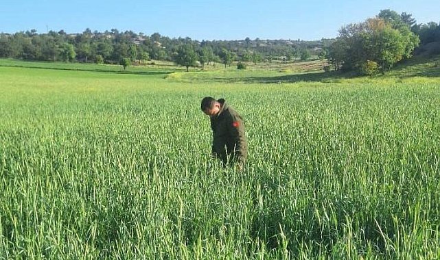 Süne zararlısına karşı mücadele sürüyor
