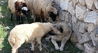 Sürünün sessiz koruyucusu, kalpleri fethetti