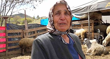 Sürüsünü kurtlara kaptıran kadın gözyaşlarını tutamadı: "Hepsi evladım gibiydi"