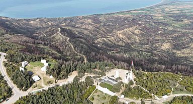 Tarihi bölgede 980 futbol sahası büyüklüğünde alan yanmıştı: Orman yeniden yeşermeye başladı