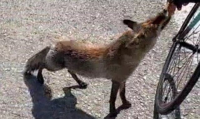 Tarihi yarımadanın maskotu olan tilki, sporcunun elinden beslendi