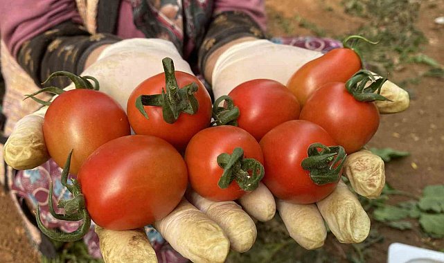 Tarım Antalya'yı ihracatta sırtladı: Yaş meyve sebzede yüzde 17,7 artış