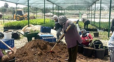 Tarsus'ta 'klonal okaliptus' fidanı üretimi