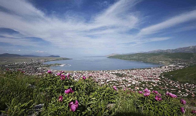 Tatvan'da şakayık çiçekleri görsel şölen sunuyor