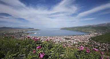 Tatvan'da şakayık çiçekleri görsel şölen sunuyor