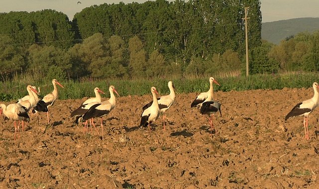Tavşanlı'da ikinci kez leyleklerin göçü, ilçe sakinlerine sürpriz yaşattı