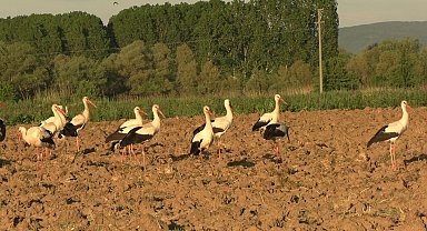 Tavşanlı'da ikinci kez leyleklerin göçü, ilçe sakinlerine sürpriz yaşattı