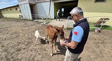 Tay, annesini kaybedince kuzu ile dost oldu