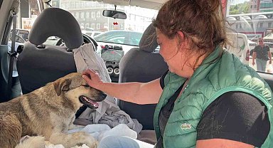 Tedavi için kliniğe getirdiği köpeği ölünce, yaralı sokak köpeğini gözyaşlarıyla sahiplendi