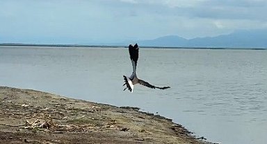 Tedavisi tamamlanan kız kuşu, Kuş Cenneti'nde özgürlüğe kanat çırptı