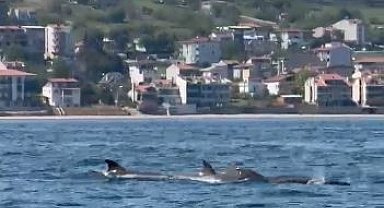 Tekirdağ açıklarında yunus sürüsü görüntülendi