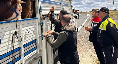 Tekirdağ'da kaçak hayvan sevkiyatına 105 bin TL ceza