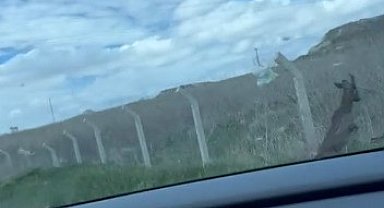 Tel örgüler arasında mahsur kalan karaca ne tarafa kaçacağını bilemedi
