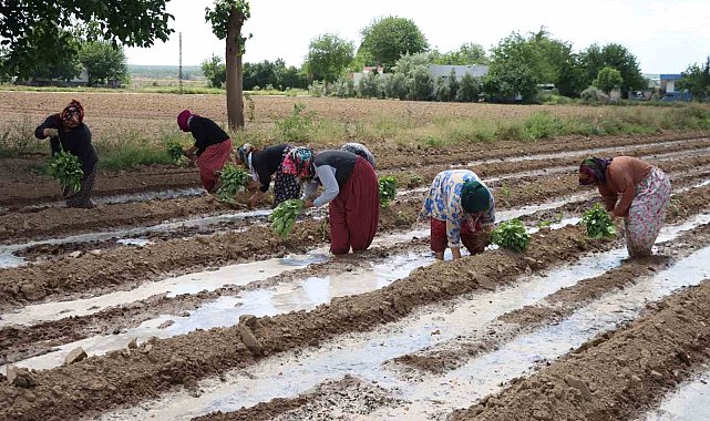 Tescilli Birecik Patlıcanda ekim zamanı