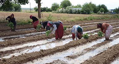 Tescilli Birecik Patlıcanda ekim zamanı