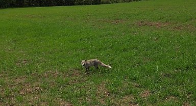 Tilkinin dronla imtihanı sosyal medyada büyük ilgi gördü