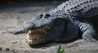 Timsah güney banyosu keyfi...