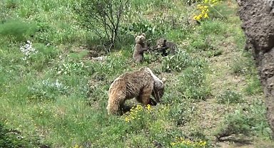 Tunceli'de anne ayı ve 3 yavrusu yiyecek ararken görüntülendi
