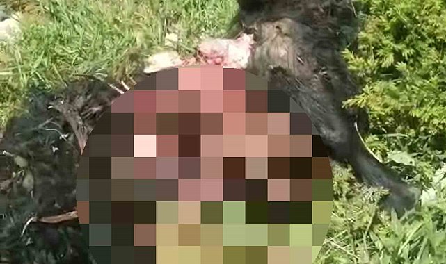 Tunceli'de ayı dehşeti: Bir kişi yaralandı, 31 küçükbaş hayvan telef oldu