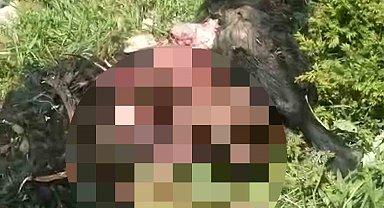 Tunceli'de ayı dehşeti: Bir kişi yaralandı, 31 küçükbaş hayvan telef oldu