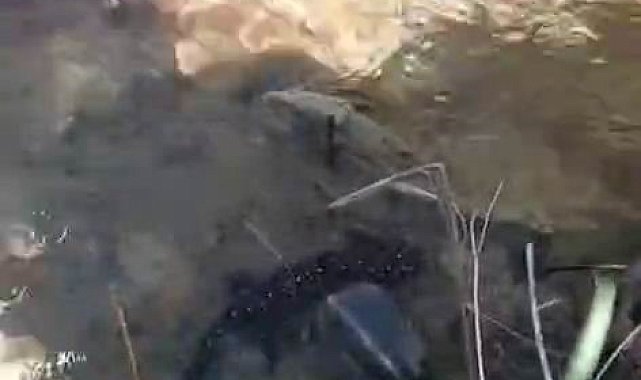Tunceli'de nesli tehdit altındaki benekli semender görüntülendi