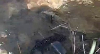 Tunceli'de nesli tehdit altındaki benekli semender görüntülendi