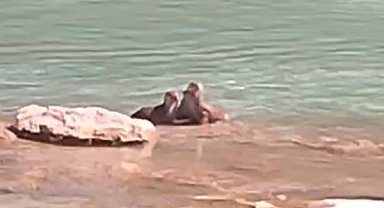 Tunceli'de su samurları görüntülendi